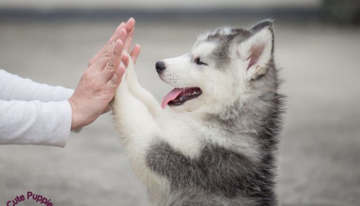 Husky Clapping With Hands