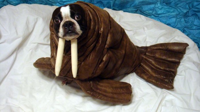 Walrus costume on dog