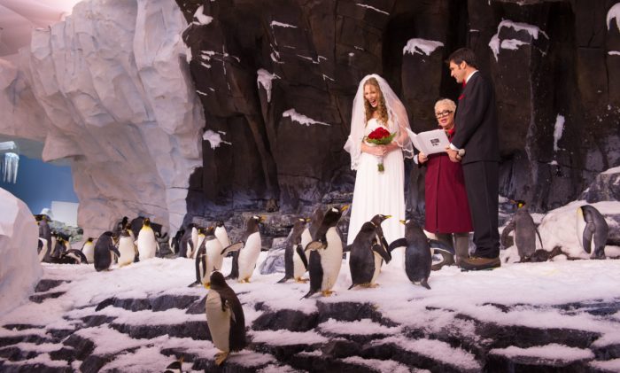 Antarctic Wedding