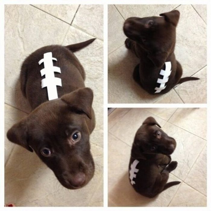 DIY Football Dog Costume
