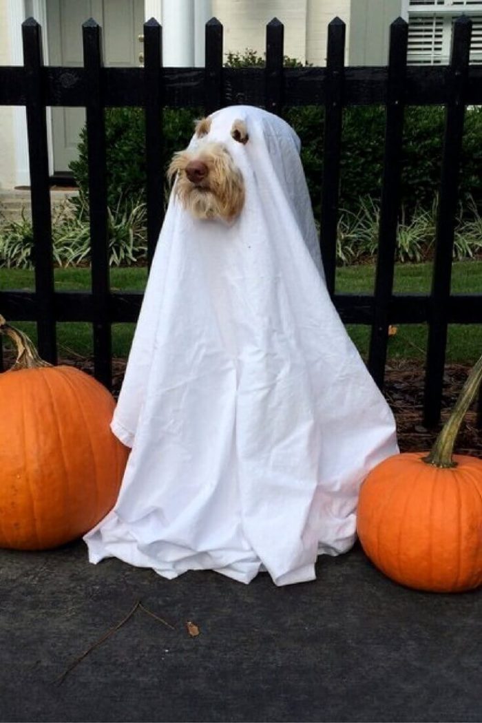 DIY Ghost Dog Costume