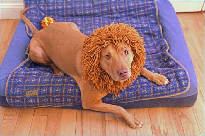 Dog Dressed As Lion
