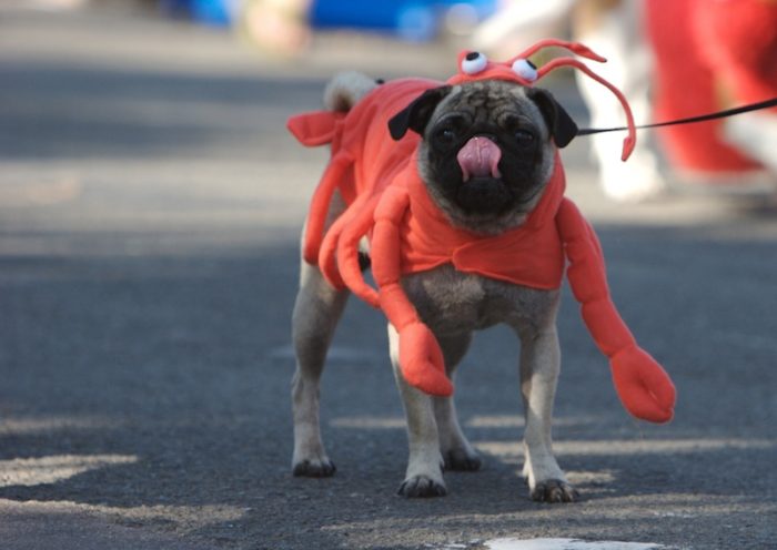 Dog Dressed As Lobster