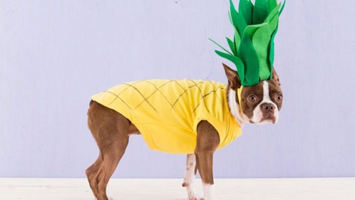 Dog Dressed As Pineapple