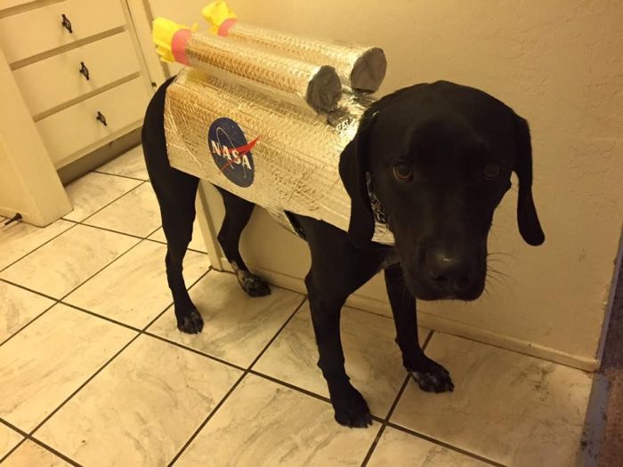 DIY Rocket Dog Costume
