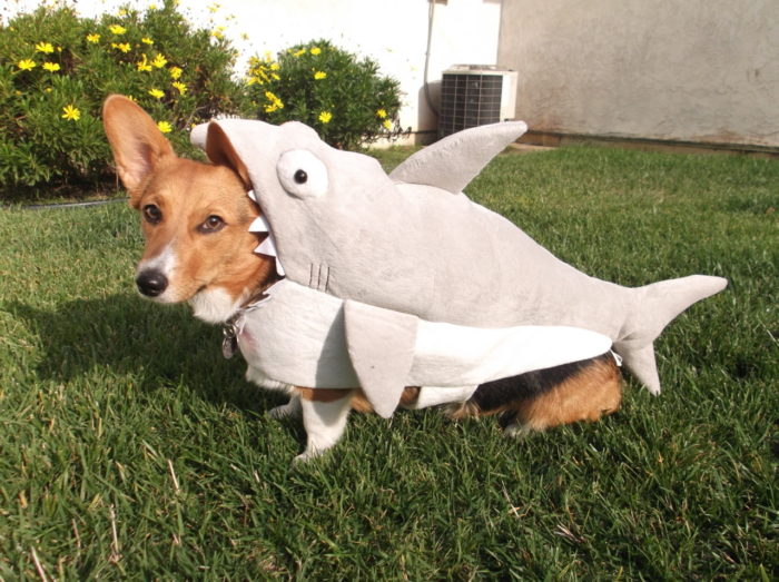 Dog Dressed As Shark