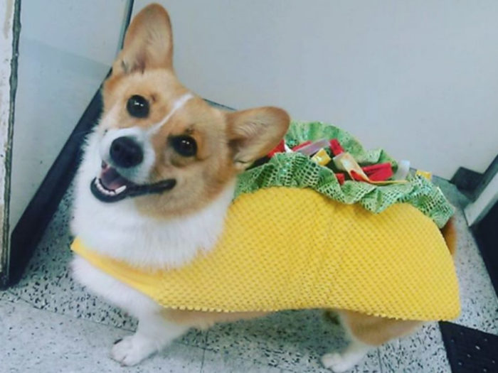 Dog Dressed As Taco