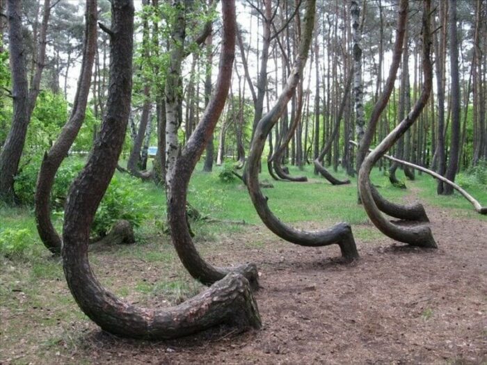 J-shaped-trees
