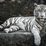 Tygr se po pěti letech znovu setkává s ošetřovatelkou - sledujte reakci tygra!