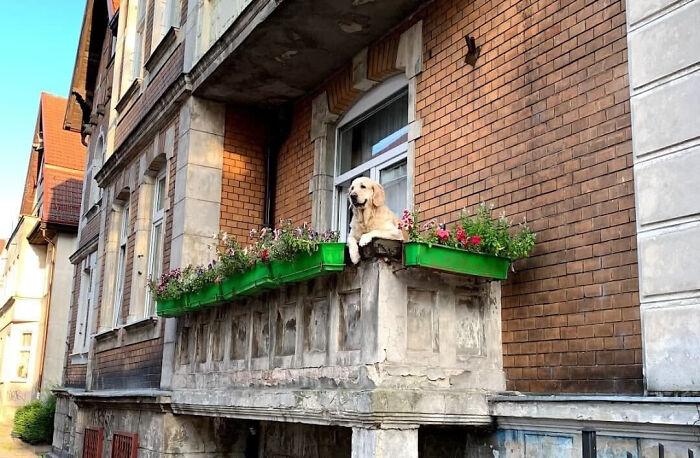 在露台上看風景的金毛犬成為格但斯克最受歡迎的旅遊景點