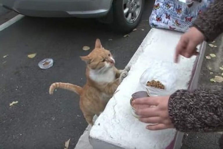 Você vai chorar quando descobrir porque esse gato de rua só aceita comida em um saco