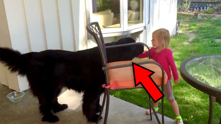 5-letnia dziewczynka głaszcze ogromnego psa w swoim ogrodzie – zwróć uwagę na jej reakcję!