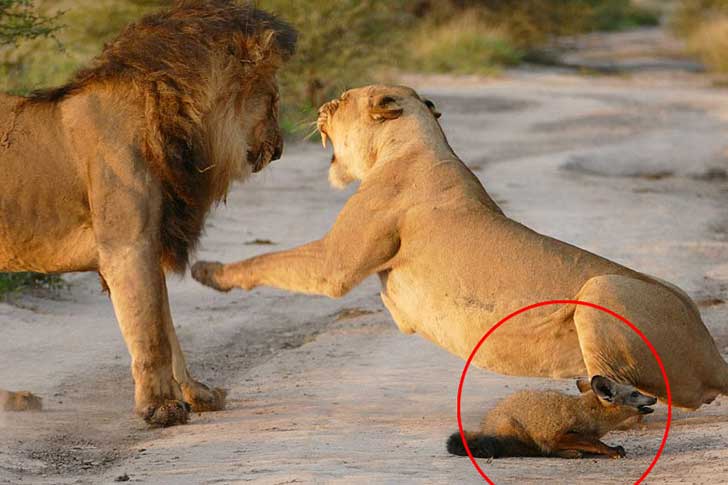 Una famiglia di leoni ha trovato una volpe ferita: cosa accade è da non credere