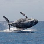海洋研究人員喺同巨鯨接觸後驚慌失措