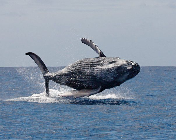 海洋研究人員喺同巨鯨接觸後驚慌失措