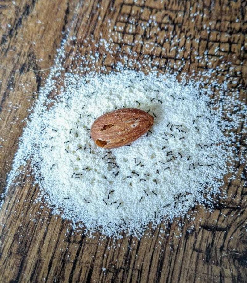 ants eating the middle out of an almond