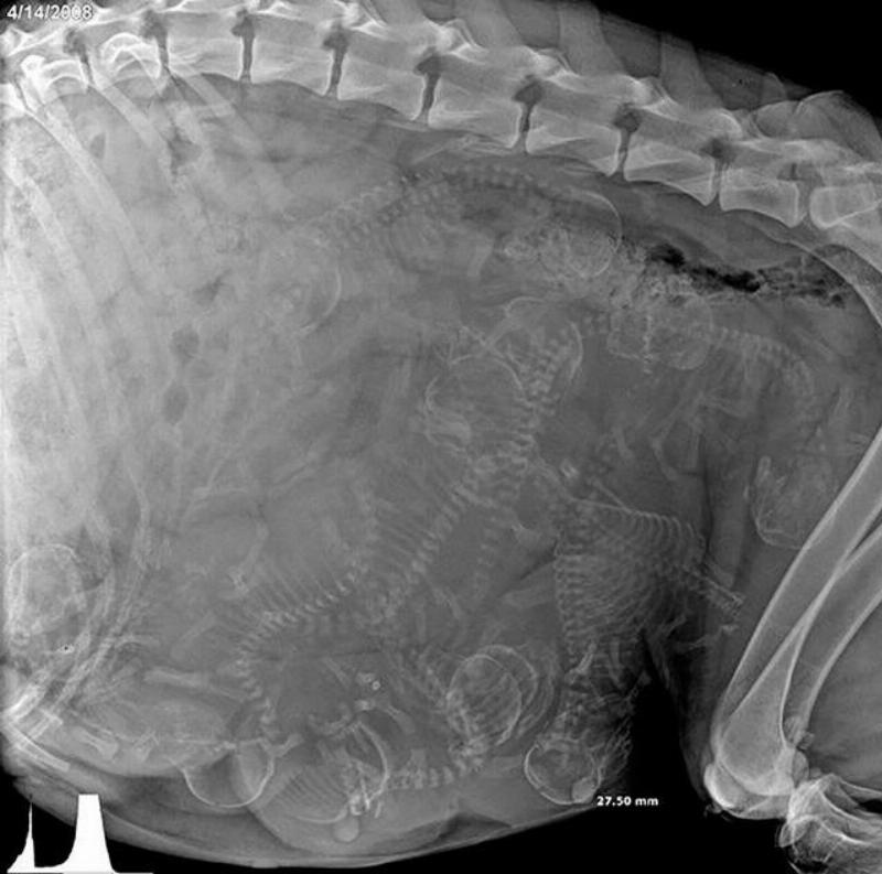 xray of puppies inside of dog