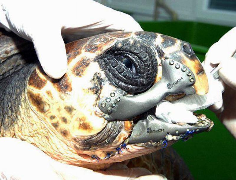 turtle with metal beak