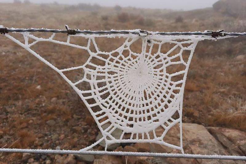 spider web with frost on it