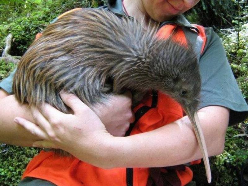 man holding a kiwi bird
