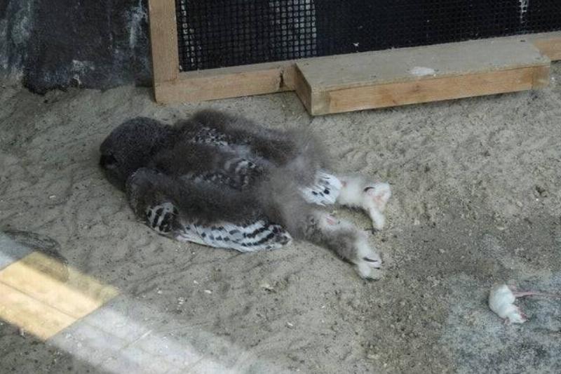sleeping baby owl