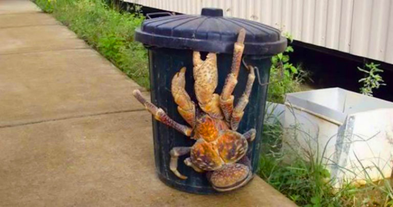 垃圾車司機在垃圾桶上發現了一個巨大的生物-您不會相信他在裡面發現了什麼