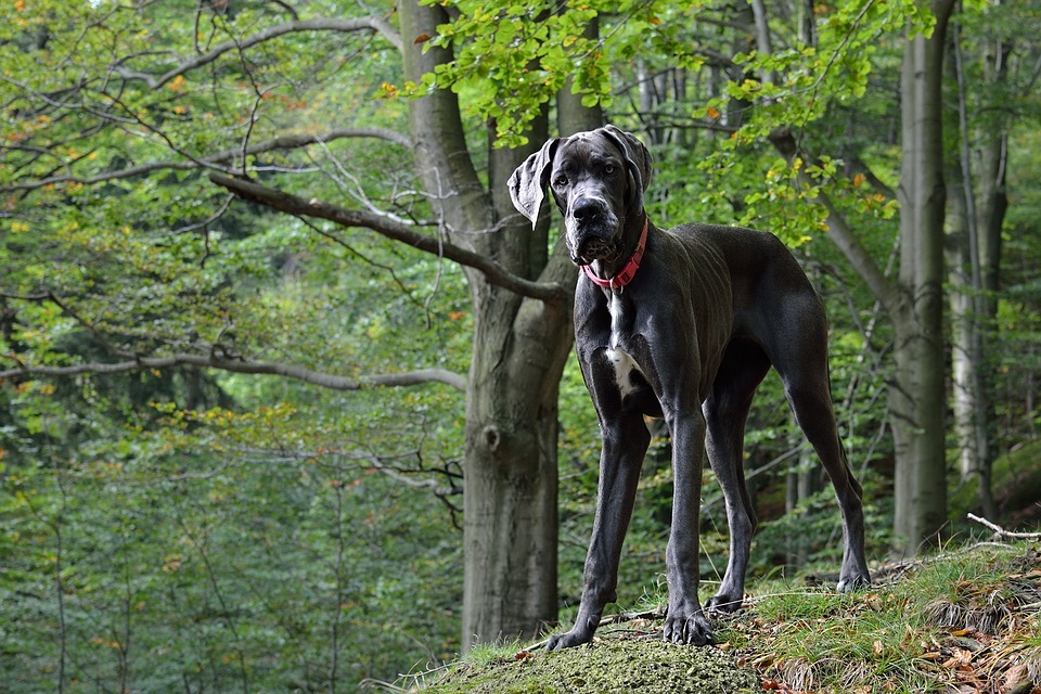 Perro Gran Danés con un collar rojo en el bosque