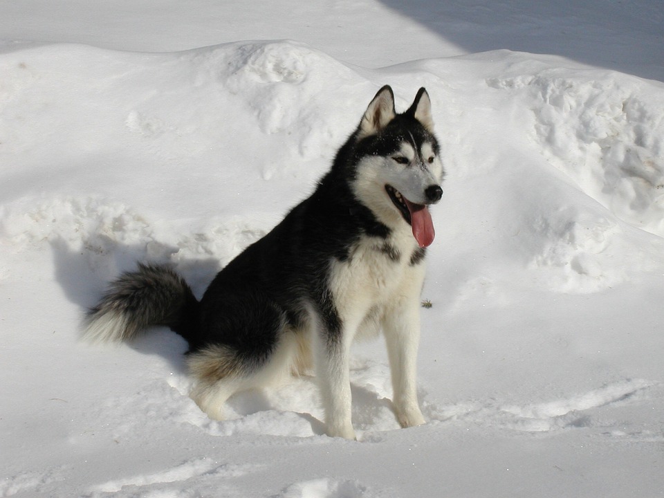 Perro Husky negro con blanco sentado sobre la nieve y sacando la lengua