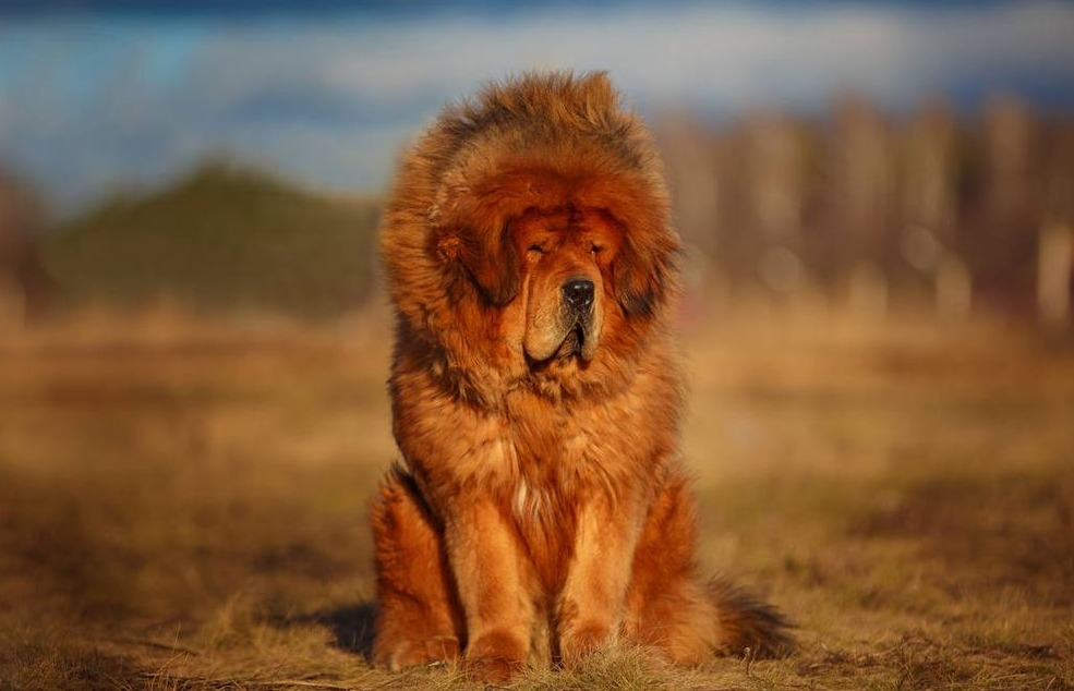 Perro Mastín Tibetano sentado