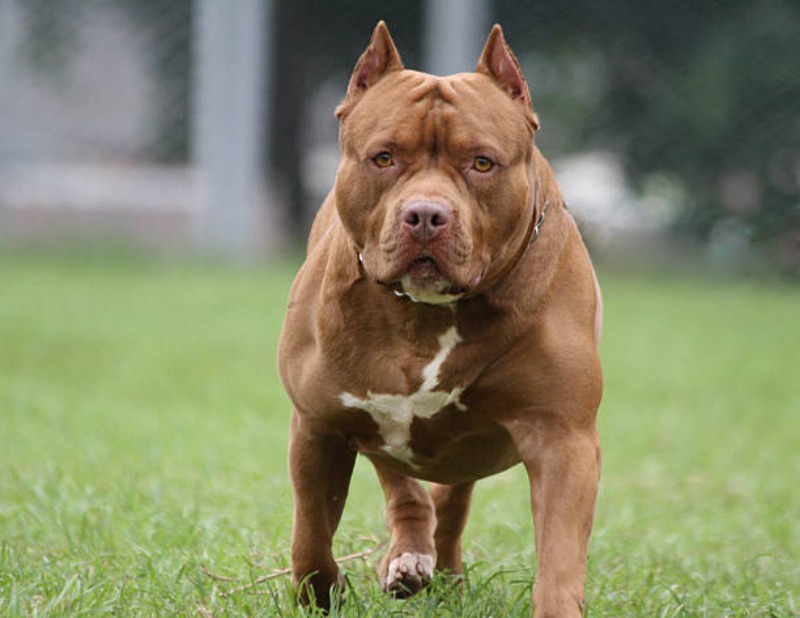Perro Pitbull marrón, con collar y levantado