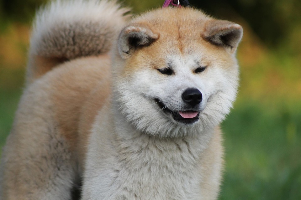 Perro akita inu con un collar morado y un poco de su lengua afuera