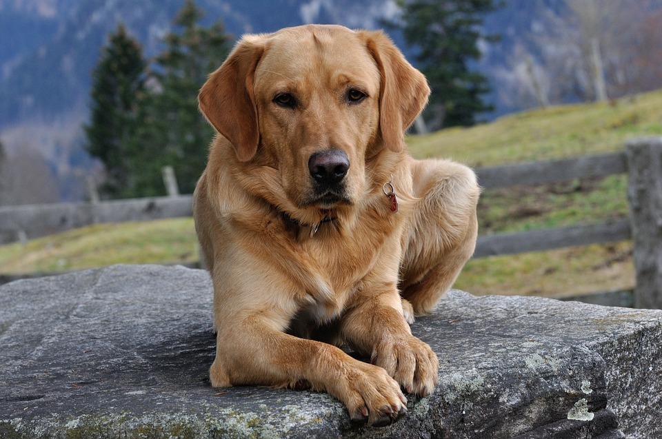 Perro labrador retriever con collar y acostado sobre una roca
