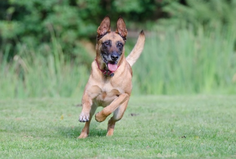 Perro pastor belga malinois corriendo, con un collar roo y la lengua afuera