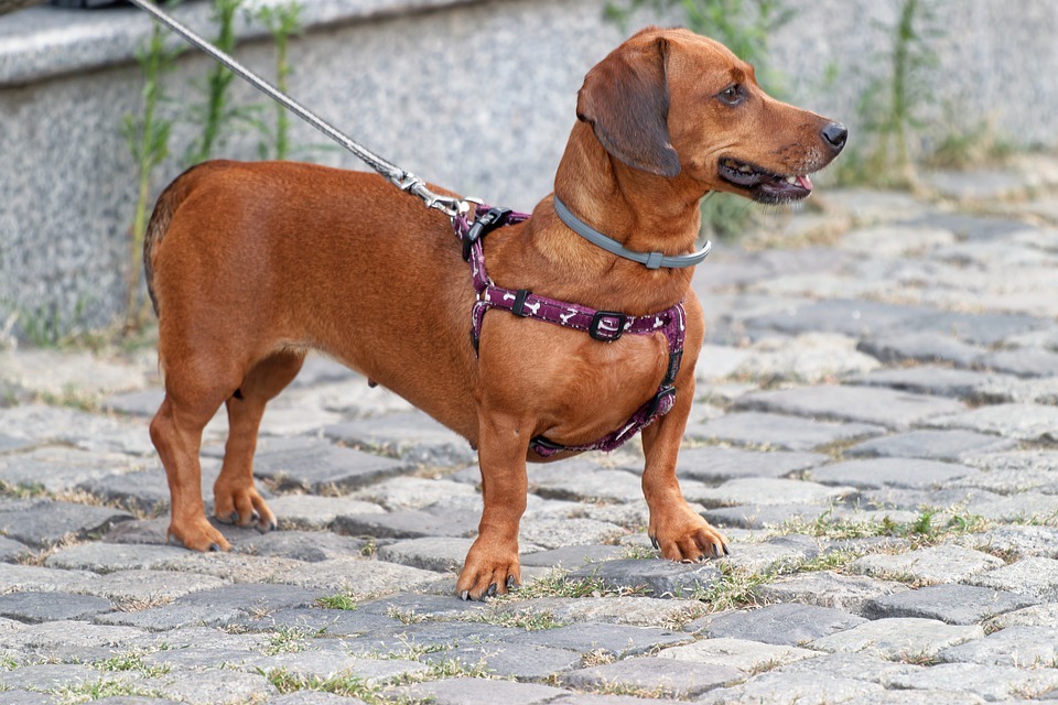 Perro salchicha color marrón con collar y cadena