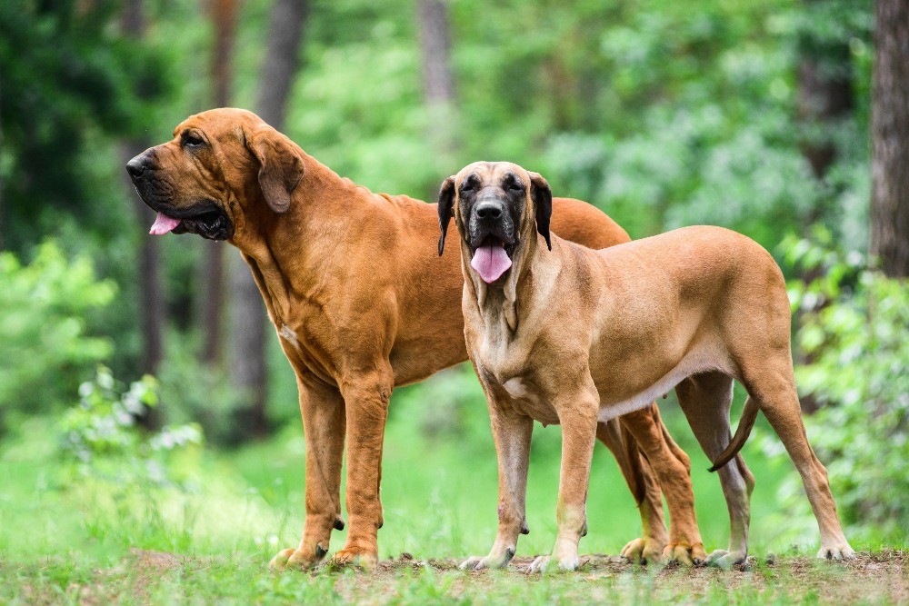 Perros hembra y macho de raza fila brasileiro