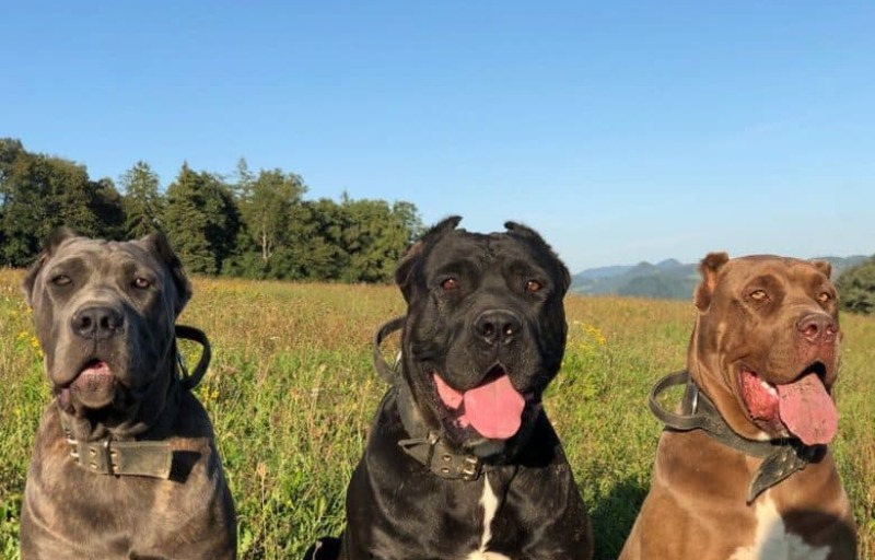 Tres perros American Banddog con collar y sentados en la grama