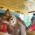 สิงโตกระโดดเข้าไปในรถบัสที่เต็มไปด้วยคน เพื่อขอกอดและเรียกร้องความสนใจ
