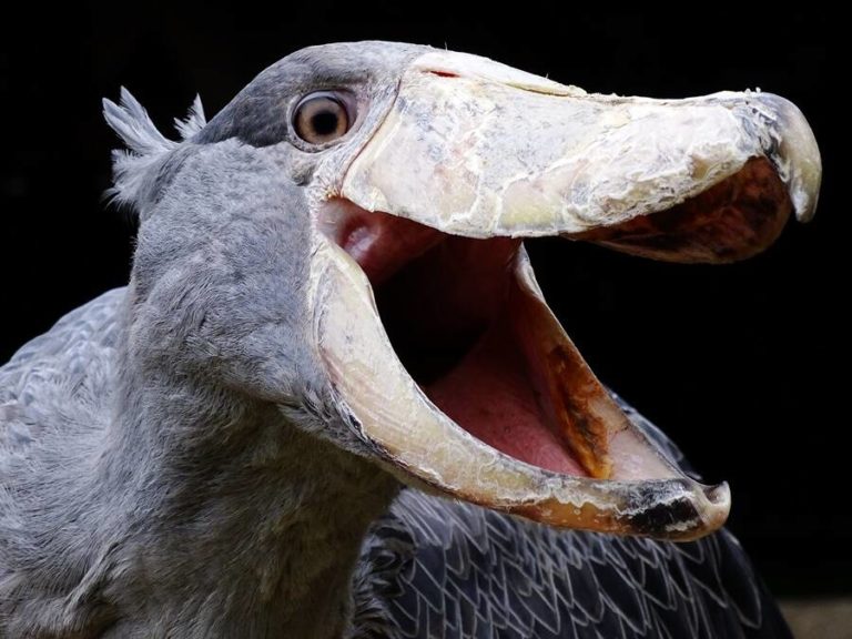 Prehistorický pták, který vypadá jako dinosaurus zní jako kulomet