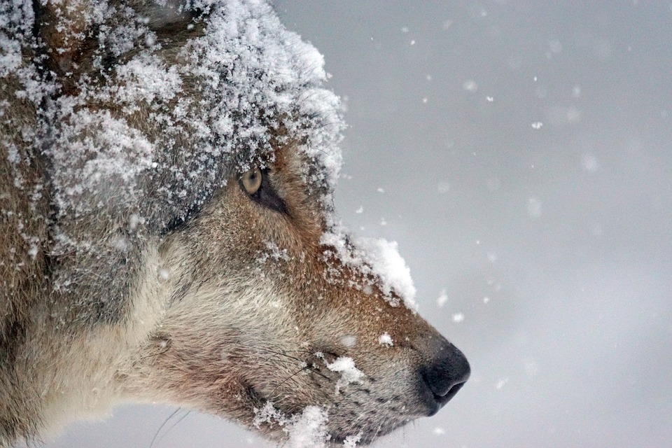 Cara de un lobo cubierta de nieve