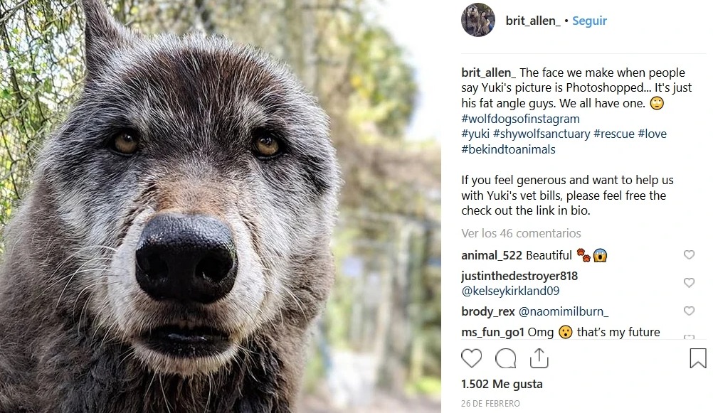 Cara de un lobo tranquilo y al lado los comentarios de Instagram