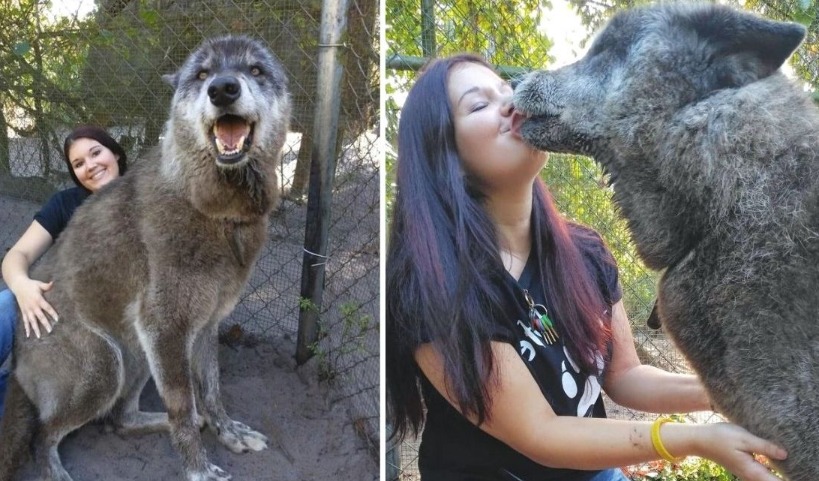 Dos fotos de una mujer abrazando y besando a un lobo