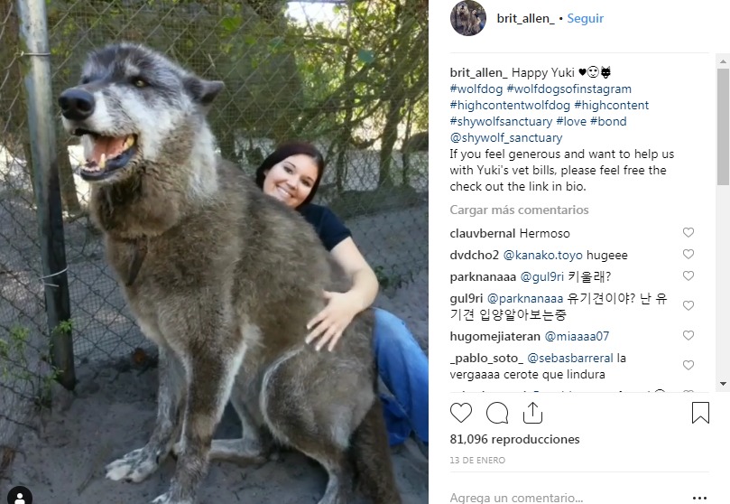 Foto de Instagram de una mujer abrazando a un lobo y al lado se muestran algunos comentarios