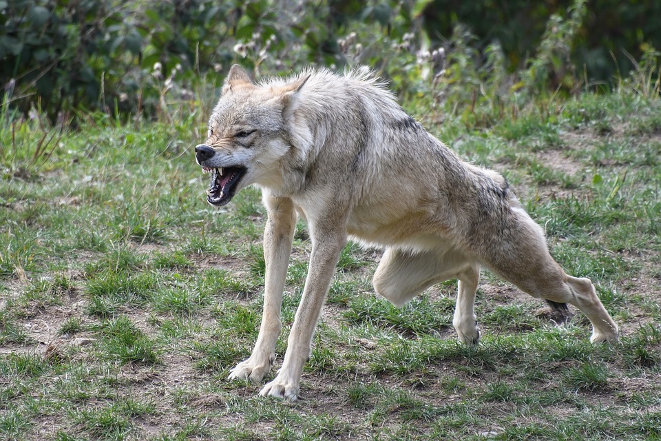 Lobo muy molesto mostrando sus enormes dientes y apunto de atacar