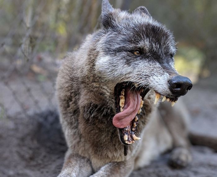 Perro con el hocico abierto mostrando sus grandes dientes y lengua