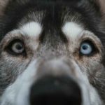 Cara de un lobo con un ojo marrón y otro azul