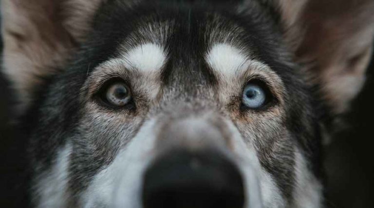 Cara de un lobo con un ojo marrón y otro azul