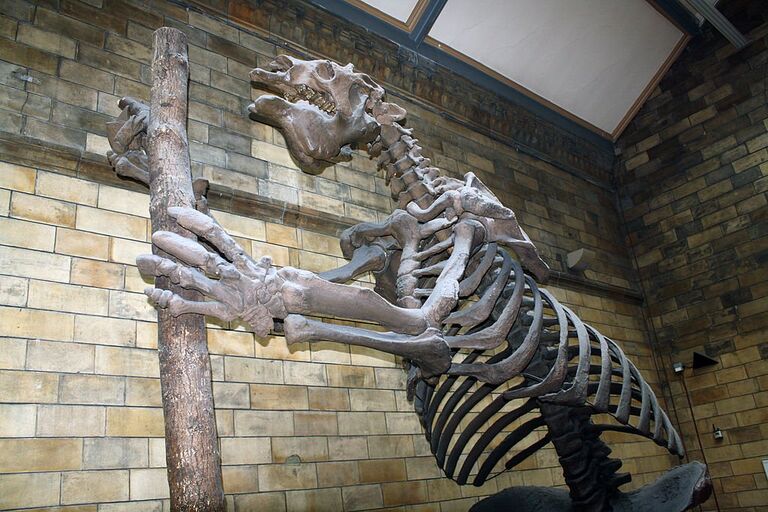 megalonyx skeleton