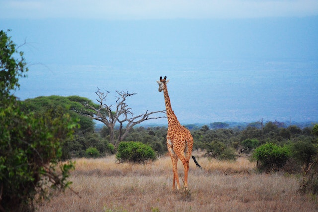 safari afrika