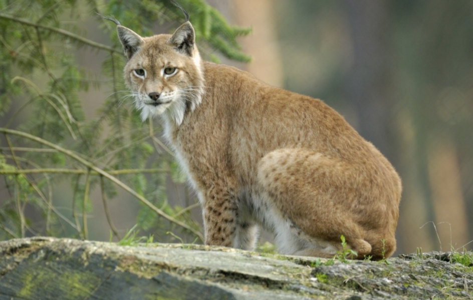 wild lynx