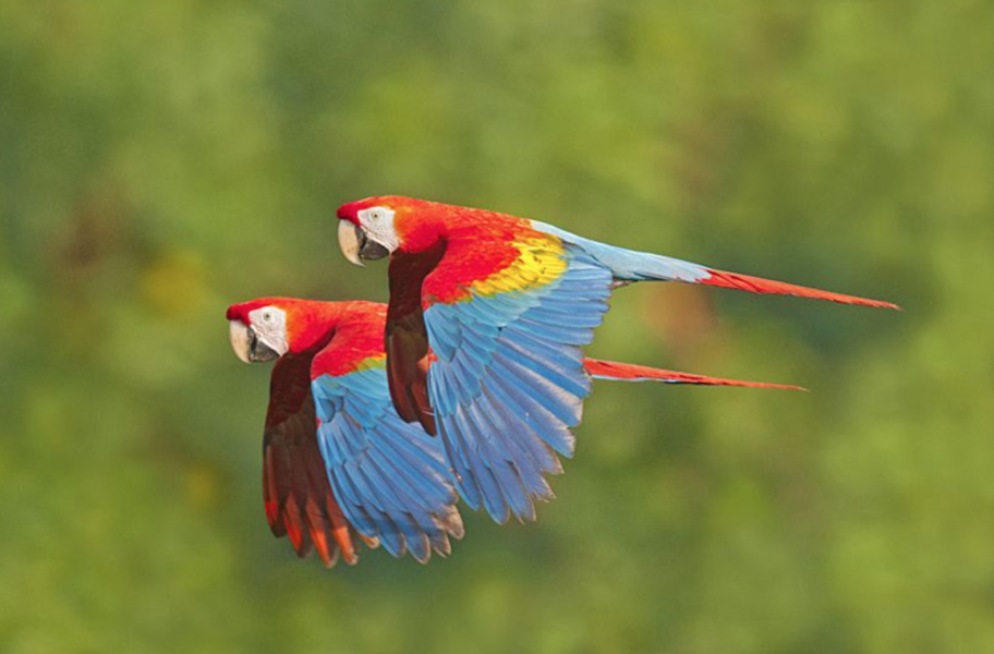 wild parrots